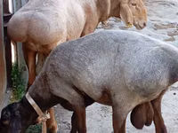 Ram, Ordabasy sheep — photo 1