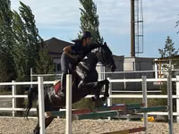 母马, Friesian sport horse — 照片 2