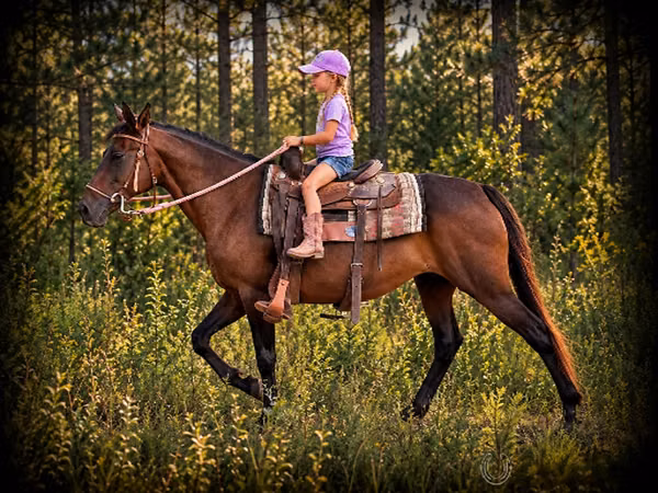 Stute, Quarter Horse