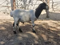 मेढ़ा, भेड़ — फ़ोटो 1