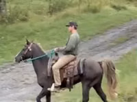 घोड़ा, Rocky Mountain Horse — फ़ोटो 3