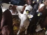 Toro, Ganado vacuno — foto 7