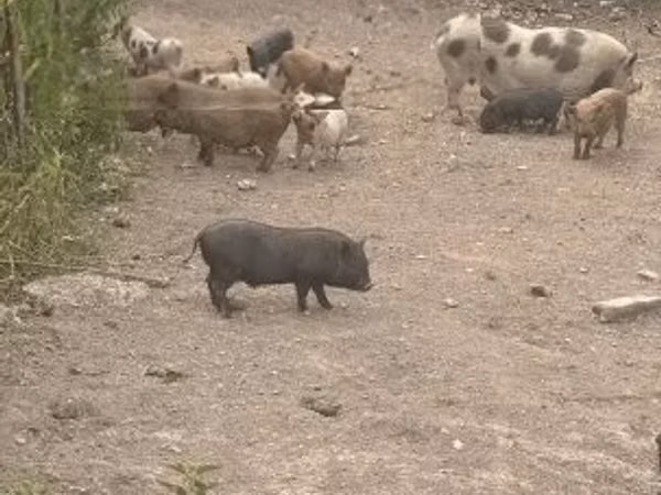 Nguruwe dume, Nguruwe