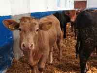 Lo’ (xirmo, jins lama sheegin), Simmental cattle — sawirka 4