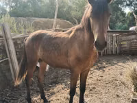 Faras, Horses — sawirka 1