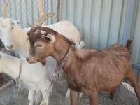 公山羊, Goats — 照片 3