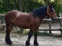 Faras, Horses — sawirka 3