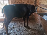 Bull, Cattle — photo 1