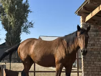 Mare, Arabian horse — photo 2