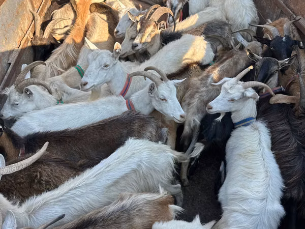母山羊, Goats