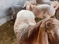نعجة, Arashan sheep — الصورة 3