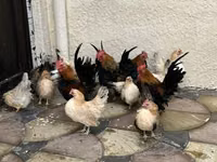 Chickens — 照片 4