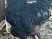 Jersey Giant — picha 5