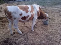 ثور, Charolais cattle — الصورة 4