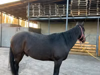 घोड़ा, Karachay horse — फ़ोटो 3