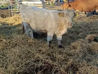 गाय, Charolais cattle — फ़ोटो 5