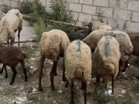 Sheep, Sheep — photo 3