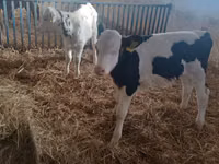Bull, Cattle — photo 3