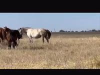 घोड़ी, Kushum Horse — फ़ोटो 2