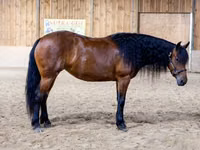 Mare, Friesian — photo 3