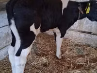 ثور, Russian Black pied cattle — الصورة 1