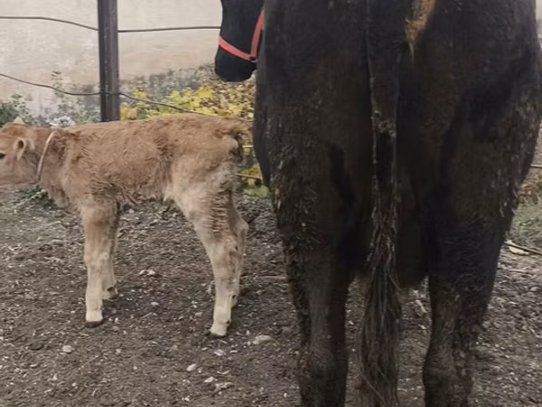 Cow, Cattle