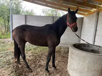 公马, Horses — 照片 3
