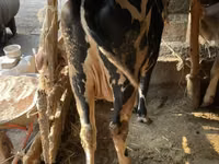 Dibi, Simmental cattle — sawirka 3