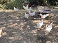 Leghorn — picha 5