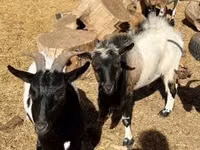 Billy Goat, Dutch Landrace goats — photo 6