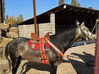 Horse (M), Arabian horse — photo 1