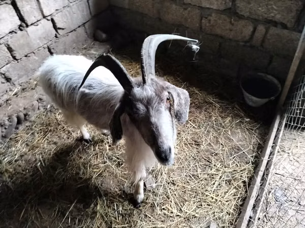 Ri’ dhaddig, Goats