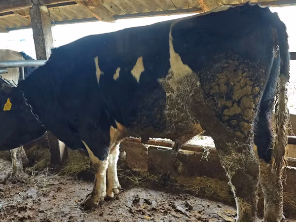 सांड, Russian Black pied cattle