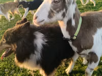 Billy Goat, Saanen goat — photo 2