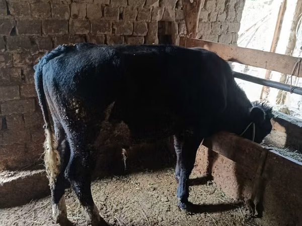 Bull, Aberdeen-Angus