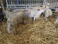 Ido, Charollais sheep — sawirka 5