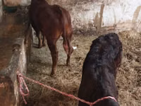 母牛, Cattle — 照片 5