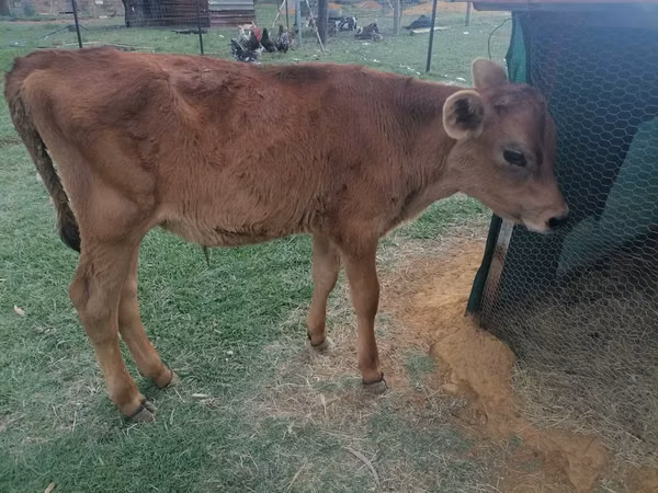 Cow, Boran