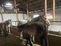 Faras dhaddig, Horses — sawirka 4