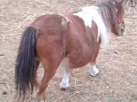 Faras dhaddig, Miniature horse — sawirka 2