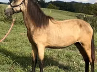 母马, Rocky Mountain Horse — 照片 2