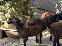 Widder, Aland sheep — Foto 1