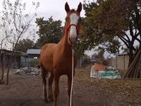 Horse (M), Horses — photo 5
