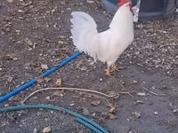 Leghorn — picha 5