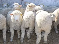 公羊, Kuibyshev sheep — 照片 2