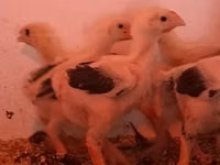 Chickens — الصورة 5