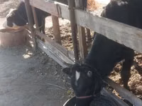 公牛, Cattle — 照片 6