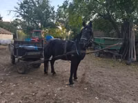 Caballo, Nonius horse — foto 6