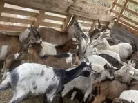 公山羊, Goats — 照片 2