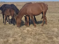 Faras dhaddig, Horse breed — sawirka 3